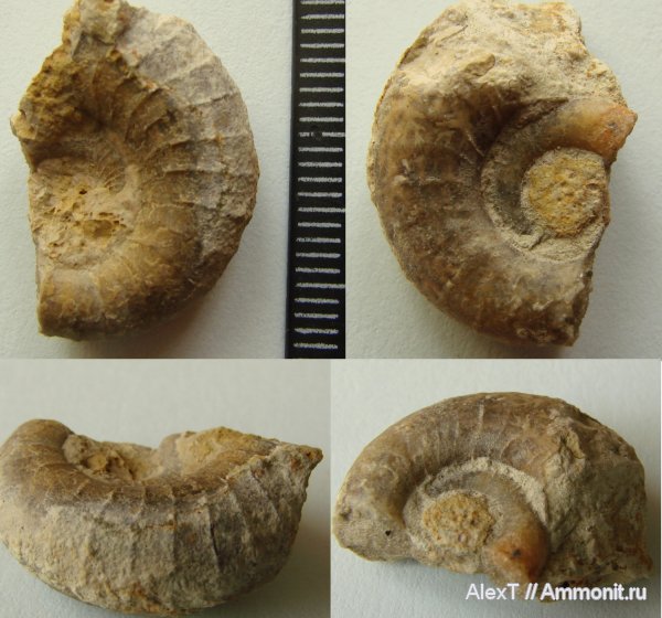 аммониты, Крым, нижний баррем, Ammonites, Eulytoceras, Eulytoceras phestum