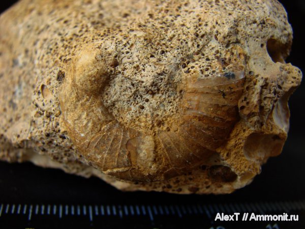 аммониты, нижний мел, Крым, Ammonites, Silesites, Lower Cretaceous