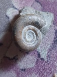 Protetragonites tauricum
