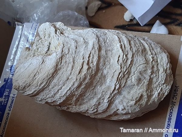 миоцен, кайнозой, устрицы, Фиолент, Севастополь, Crassostrea gryphoides, Crassostrea, тархан