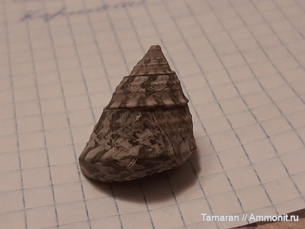 Gibbula, сармат, Севастополь, Миоценовая эпоха, gibbula philippsinzovi