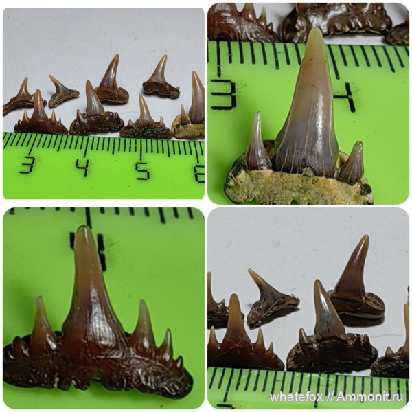 хрящевые рыбы, сеноман, зубы акул, Paraorthacodus, Synechodus