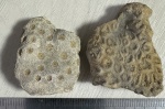 Ялтинские кораллы