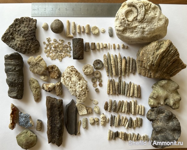 аммониты, брахиоподы, гастроподы, морские ежи, морские лилии, карбон, юра, мшанки, кораллы, губки, двустворчатые моллюски, Archaeocidaris, Lagarodus, Russiella, Московская область, кости, зубы рыб, р.Бунчиха