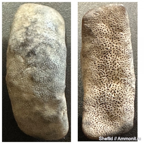 Lagarodus, морена, Московская область, зубы рыб, fish, fish teeth, р.Бунчиха