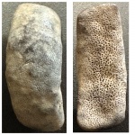 Lagarodus  с реки Бунчиха