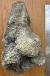 Лилейная булава