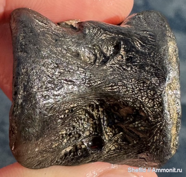 рыбы, Крым, позвонки, Керчь, позвонки рыб, костные рыбы, Osteichthyes, fish, Xiphactinus, Ксифактин