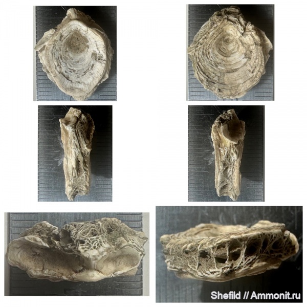 рыбы, Крым, позвонки, позвонки рыб, костные рыбы, Судак, Osteichthyes, fish