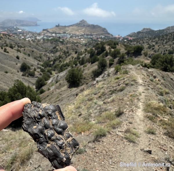 окаменевшее дерево, Крым, Судак, Jurassic