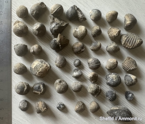 брахиоподы, юра, двустворки, Крым, Russiella, Mosquella, Судак, Jurassic, Cyclothyris castellanensis