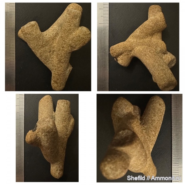 Крым, ихнофоссилии, Керчь