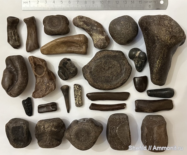 неоген, киты, Крым, Керчь, Cetotherium, цетотерии, тюлени, tympanic bulla, слуховая кость