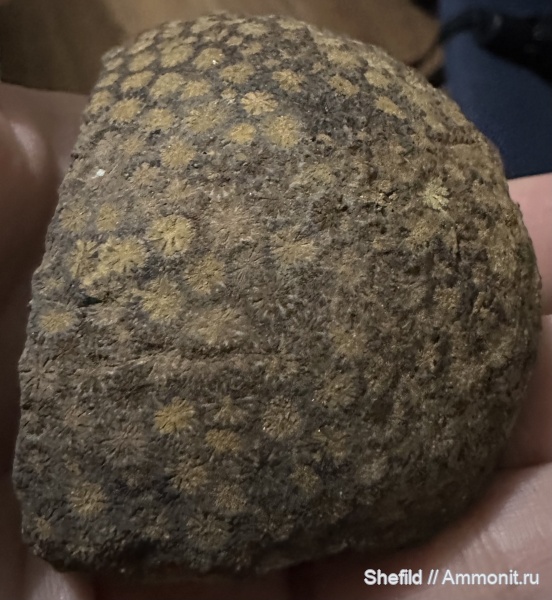 юра, кораллы, Крым, Новый Свет, Heliocoenia Etallon