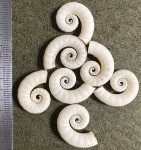 Spirula (спирула). Современный потомок древних аммонитов