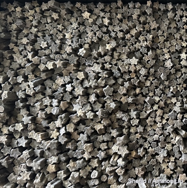 Pentacrinus, Крым, Новый Свет, пентакринусы