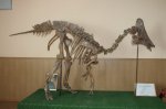 смонтированный скелет амурозавра