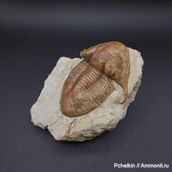 трилобиты, ордовик, Illaenus, Illaenus tauricornis