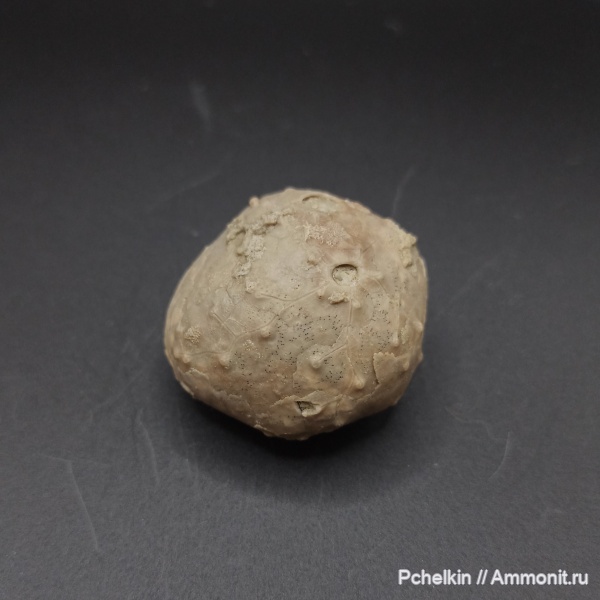 иглокожие, ордовик, Glyptosphaerites, Glyptosphaerites leuchtenbergi