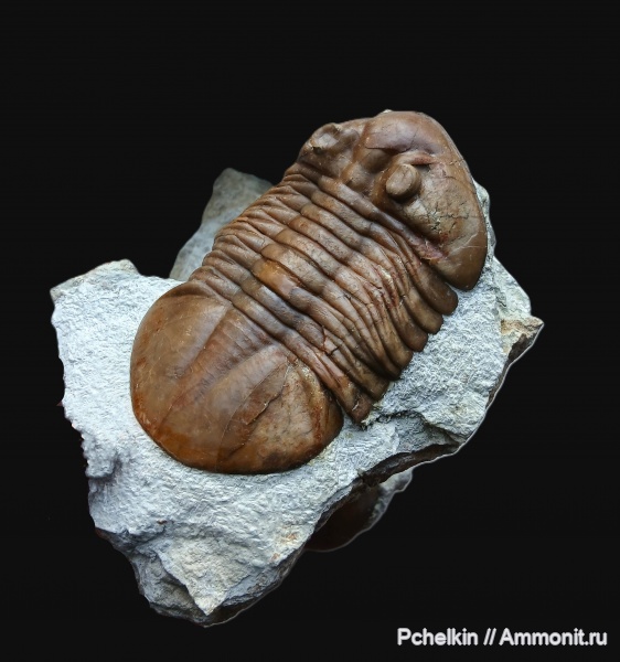 трилобиты, ордовик, Asaphus, Asaphus latus