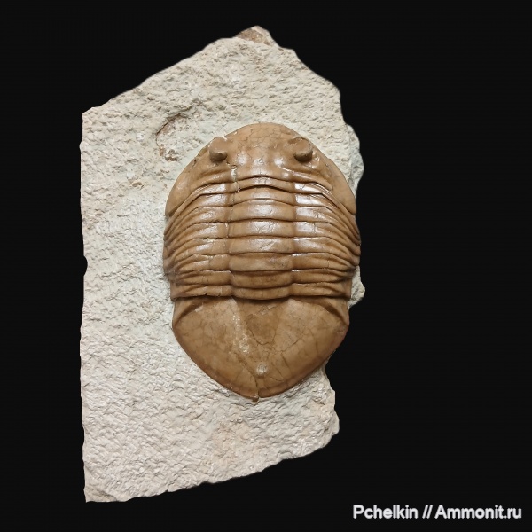 трилобиты, ордовик, Asaphus, Asaphus latus
