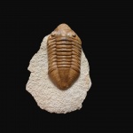 Новогодний дельфинчик