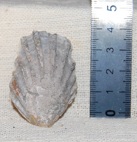 Пески, юрский период, двустворчатые моллюски, Ctenostreon, Jurassic