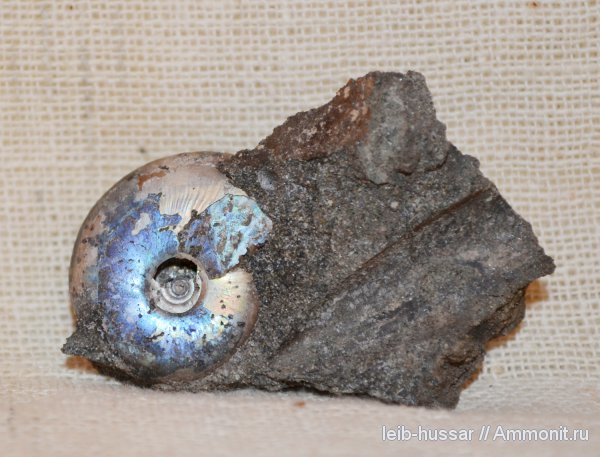 аммониты, Garniericeras, Еганово, Ammonites