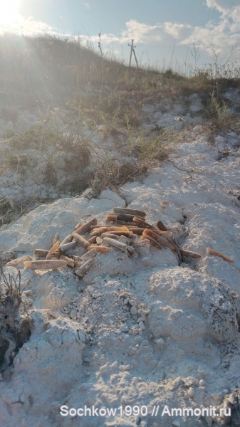 белемниты, головоногие моллюски, ростры, верхний мел, Belemnitella, белемнителла, Белокуракино, ЛНР