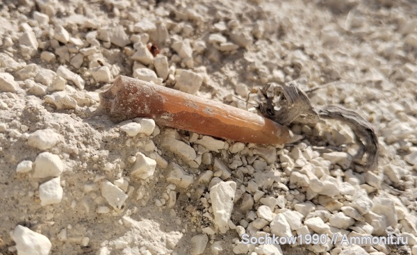 белемниты, головоногие моллюски, ростры, верхний мел, Belemnitella, белемнителла, Белокуракино, ЛНР