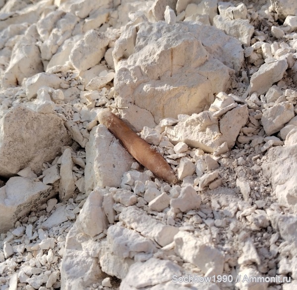 белемниты, головоногие моллюски, ростры, верхний мел, Belemnitella, белемнителла, Белокуракино, ЛНР