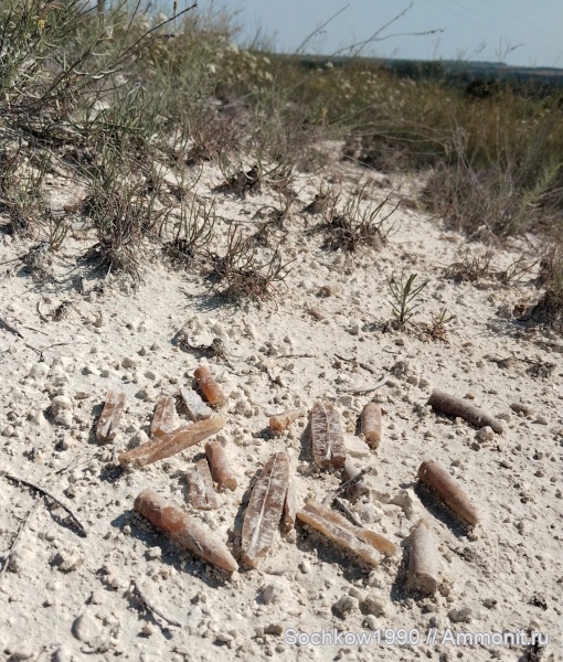 белемниты, моллюски, мел, головоногие моллюски, меловой период, мезозой, ростры, маастрихт, верхний мел, Belemnitella, кампан, Белокуракино, ЛНР