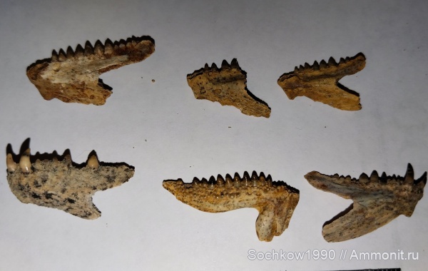 палеоген, рыбы, позвоночные, Labroides, ЛНР