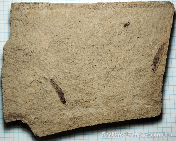 рыбы, Костромская, Псефирь