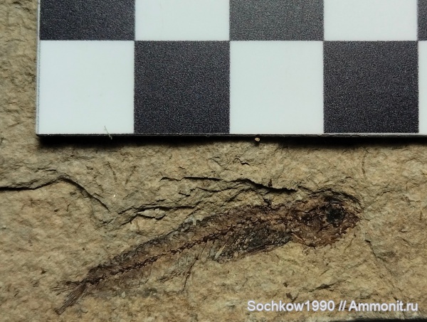 палеоген, рыбы, Костромская, Псефирь