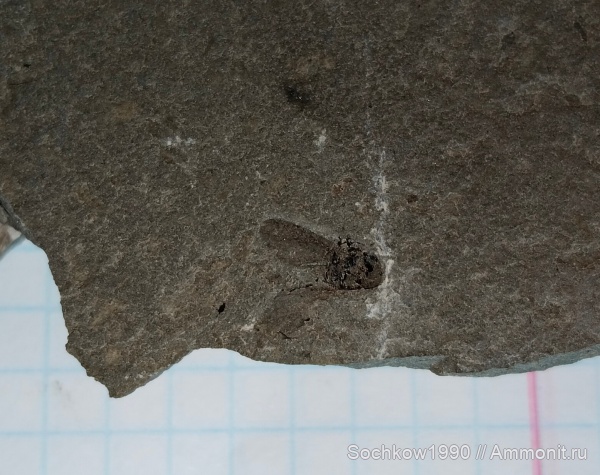 насекомые, членистоногие, кайнозой, Мостовский район, Костромская, Псефирь