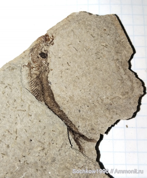 рыбы, позвоночные, кайнозой, Мостовский район, Костромская, Псефирь