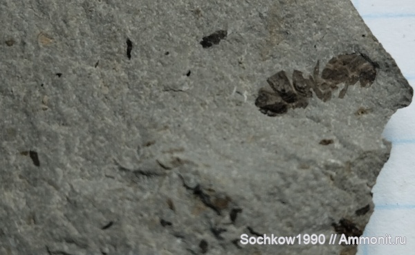 насекомые, членистоногие, Мостовский район, Костромская, Псефирь, муравей