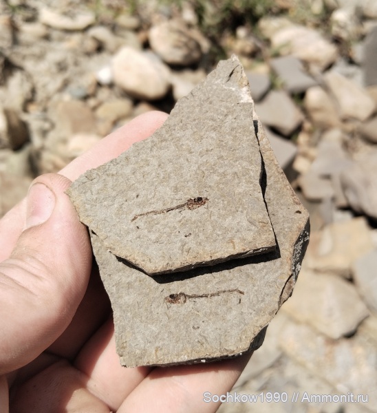 рыбы, позвоночные, кайнозой, Мостовский район, Костромская, Псефирь