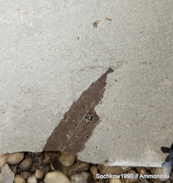 палеоген, окаменевшее дерево, листья, Костромская, Псефирь, ива