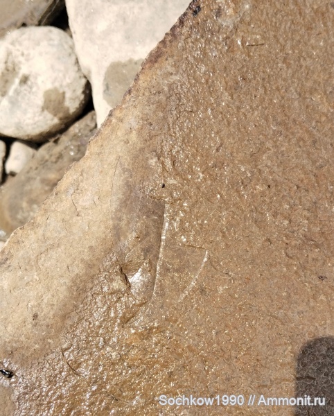 растения, окаменевшее дерево, листья, Мостовский район, Костромская, Псефирь