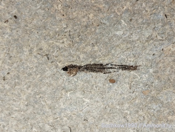 рыбы, позвоночные, кайнозой, Мостовский район, Костромская, Псефирь