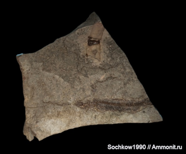 рыбы, позвоночные, кайнозой, Мостовский район, Костромская, Псефирь