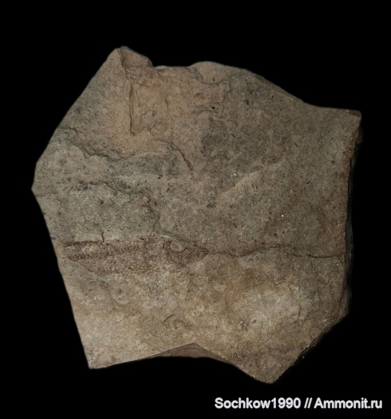 рыбы, позвоночные, кайнозой, Мостовский район, Костромская, Псефирь