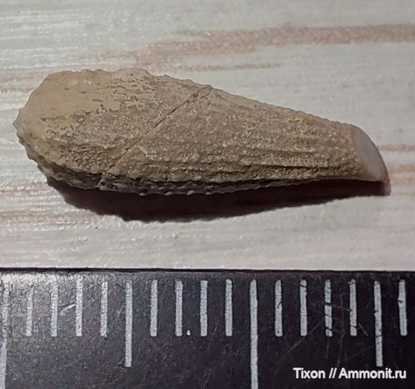 иглы морских ежей, Горячий Ключ, р. Псекупс