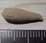 Игла морского ежа