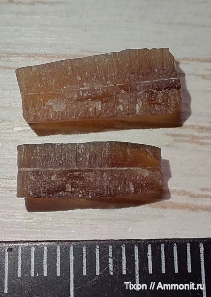 белемниты, Геленджик