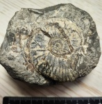 Аммонит Deshayesites