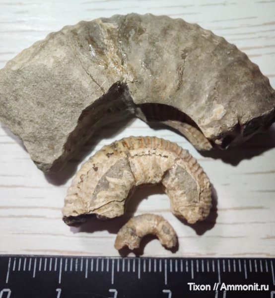 аммониты, Deshayesites, Геленджик