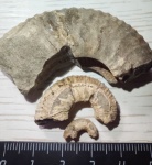 Аммонит Deshayesites